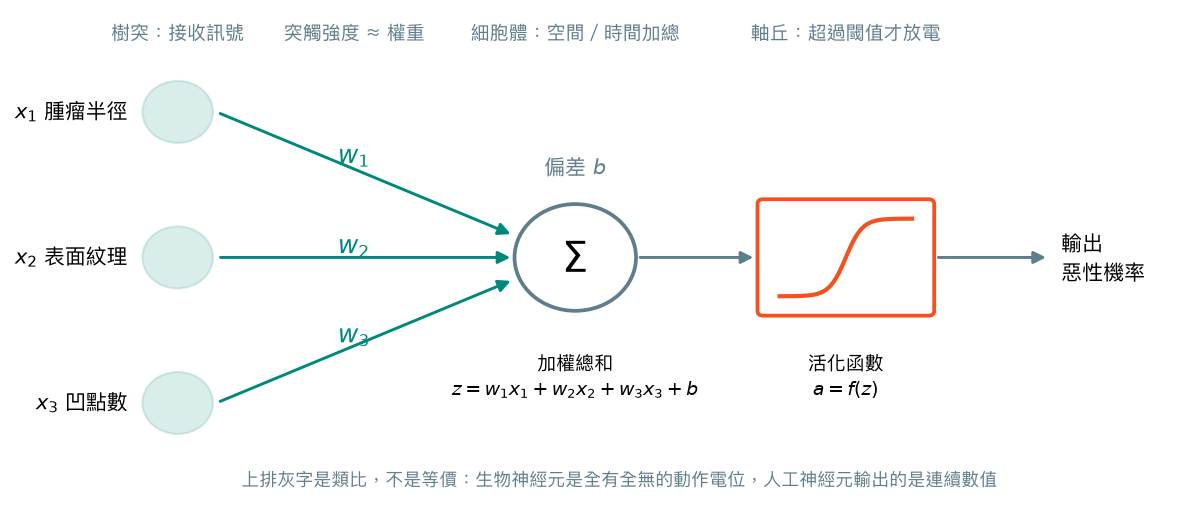 人工神經元示意圖：三個輸入乘上權重後加總，再經過活化函數輸出惡性機率；上方以灰字標示樹突、突觸、細胞體、軸丘的類比
