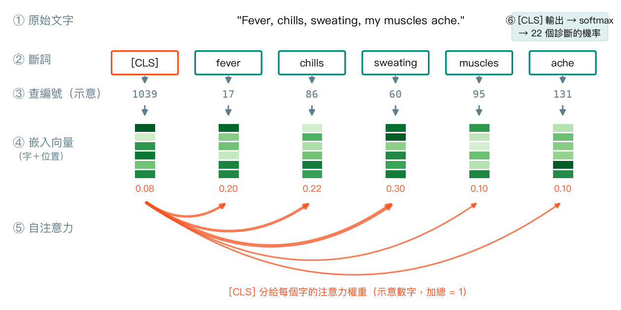 流程示意：斷詞並加上 [CLS]、查編號、變成嵌入向量，[CLS] 再用自注意力把權重分給每個字